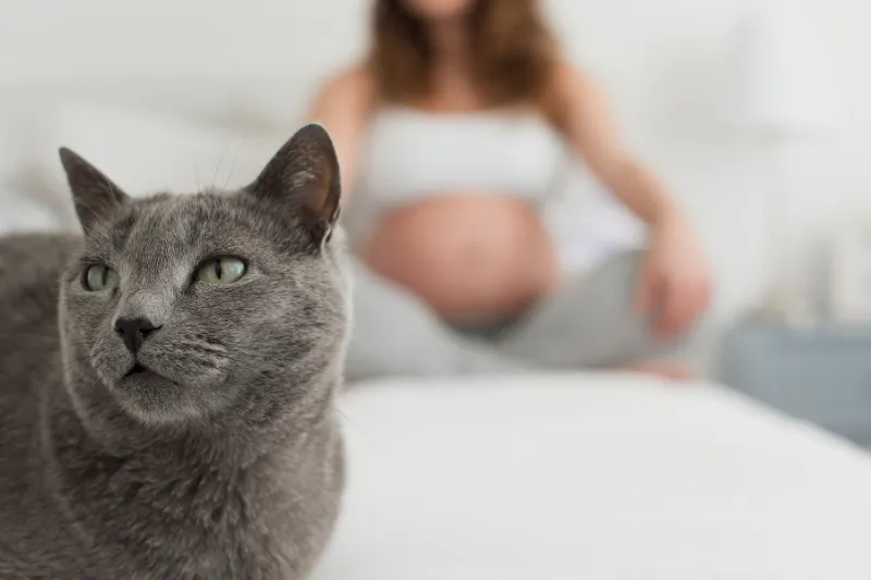Cómo Combatir y Evitar la Toxoplasmosis en el Embarazo (Prevención)